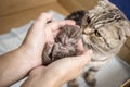 Funny newborn tabby kitten Scottish Fold lies in female hands and sweetly asleep, mother cat standing beside Royalty Free Stock Photo