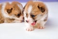 funny newborn Welsh corgi Pembroke dogs in studio in front of purple studio background