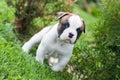 Funny nice red American Bulldog puppy is walking on the grass