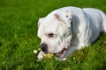 Funny nice white American Bulldog dog is eating