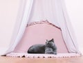 Funny noble British cat lying under baldachin and looking up proudly