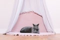 Funny noble British cat lying under baldachin, portrait
