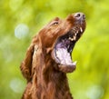 Funny noisy dog barking, yawning, opening his mouth, funny animal