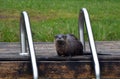 Funny North American River Otter on floating dock