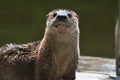 Funny North American River Otter on floating dock