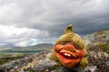 Funny Norwegian Troll figure laughing outdoors in dark and rainy landscape scenery