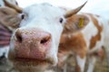 Funny nose of a curious cow`s face