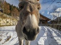 Funny nose donkey close up in winter