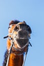 Funny nose of the horse against the blue sky