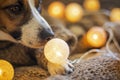 Funny nose jack russell terrier sniffs the included christmas lantern. Christmas