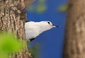 Funny Nuthatch,