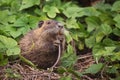 Funny nutria or coypu in wild nature