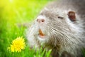 Funny nutria sniffing dandelions Royalty Free Stock Photo