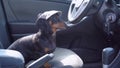 Funny obedient dachshund dog sitting in a car at drivers seat behind the wheel