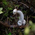 a Phallus shaped mushroom