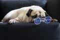 Funny old pug dog with glasses sleeping rest on modern black sofa in the living room. Tired and bored face in the lazy time.