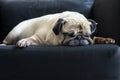 Funny old pug dog with glasses sleeping rest on modern black sofa in the living room. Tired and bored face in the lazy time. Royalty Free Stock Photo