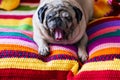 Funny old pug dog yawn ready to sleep and relax at home on a coloured blanket cover hand made by wool - concept of adorable animal Royalty Free Stock Photo