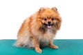 Funny Orange Pomeranian Spitz sitting