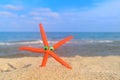 Funny orange starfish at the beach