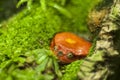 Funny orange toad on a mossy floor. Popeyed frog lurking among the greenery.