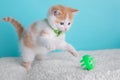 Orange White Kitten Cat Wearing Bow Tie Striped Green Playing Portrait Pet Cute Costume Fluffy Collar Blue Background Ball Jump Royalty Free Stock Photo