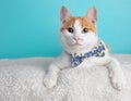 Orange White Tabby Cat Lying Down Wearing Blue Yellow White Bow Portrait Pet Cute Costume Fluffy Blue Background Collar Royalty Free Stock Photo