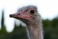 Funny ostrich