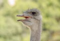 Funny ostrich bird head