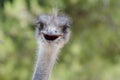 Funny ostrich bird head