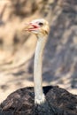 Funny Ostrich Bird Portrait Royalty Free Stock Photo