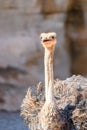 Funny Ostrich Bird Portrait Royalty Free Stock Photo