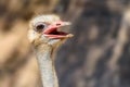 Funny Ostrich Bird Portrait Royalty Free Stock Photo