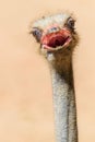 Funny Ostrich Bird Portrait Royalty Free Stock Photo