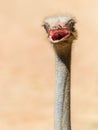 Funny Ostrich Bird Portrait Royalty Free Stock Photo