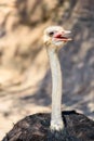 Funny Ostrich Bird Portrait Royalty Free Stock Photo