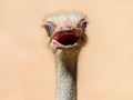 Funny Ostrich Bird Portrait Royalty Free Stock Photo