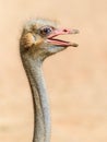 Funny Ostrich Bird Portrait Royalty Free Stock Photo