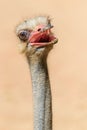 Funny Ostrich Bird Portrait