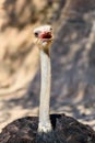 Funny Ostrich Bird Portrait Royalty Free Stock Photo