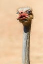 Funny Ostrich Bird Portrait Royalty Free Stock Photo