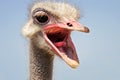 Funny ostrich head