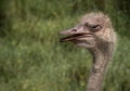 Funny Ostrich Looking Sidways Royalty Free Stock Photo
