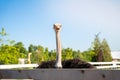 Funny ostrich in the zoo on a sunny summer day.