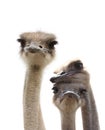 Funny ostriches Royalty Free Stock Photo