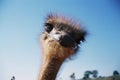 Funny ostriches on an ostrich farm Royalty Free Stock Photo