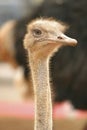 Funny ostriches on an ostrich farm, restrict focus Royalty Free Stock Photo