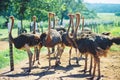 Funny ostriches on an ostrich farm, restrict focus Royalty Free Stock Photo