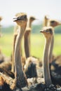 Funny ostriches on an ostrich farm, restrict focus Royalty Free Stock Photo