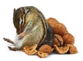 Funny overeating chipmunk with nuts Royalty Free Stock Photo